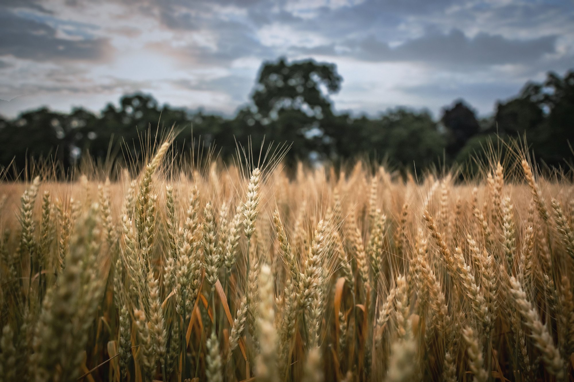 A wheat field at dusk near Kalaburagi