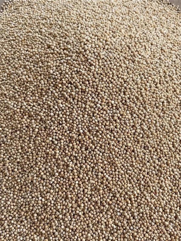 Bajra