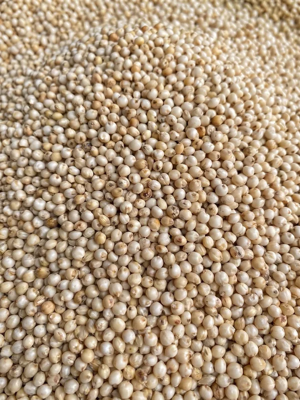 Jowar